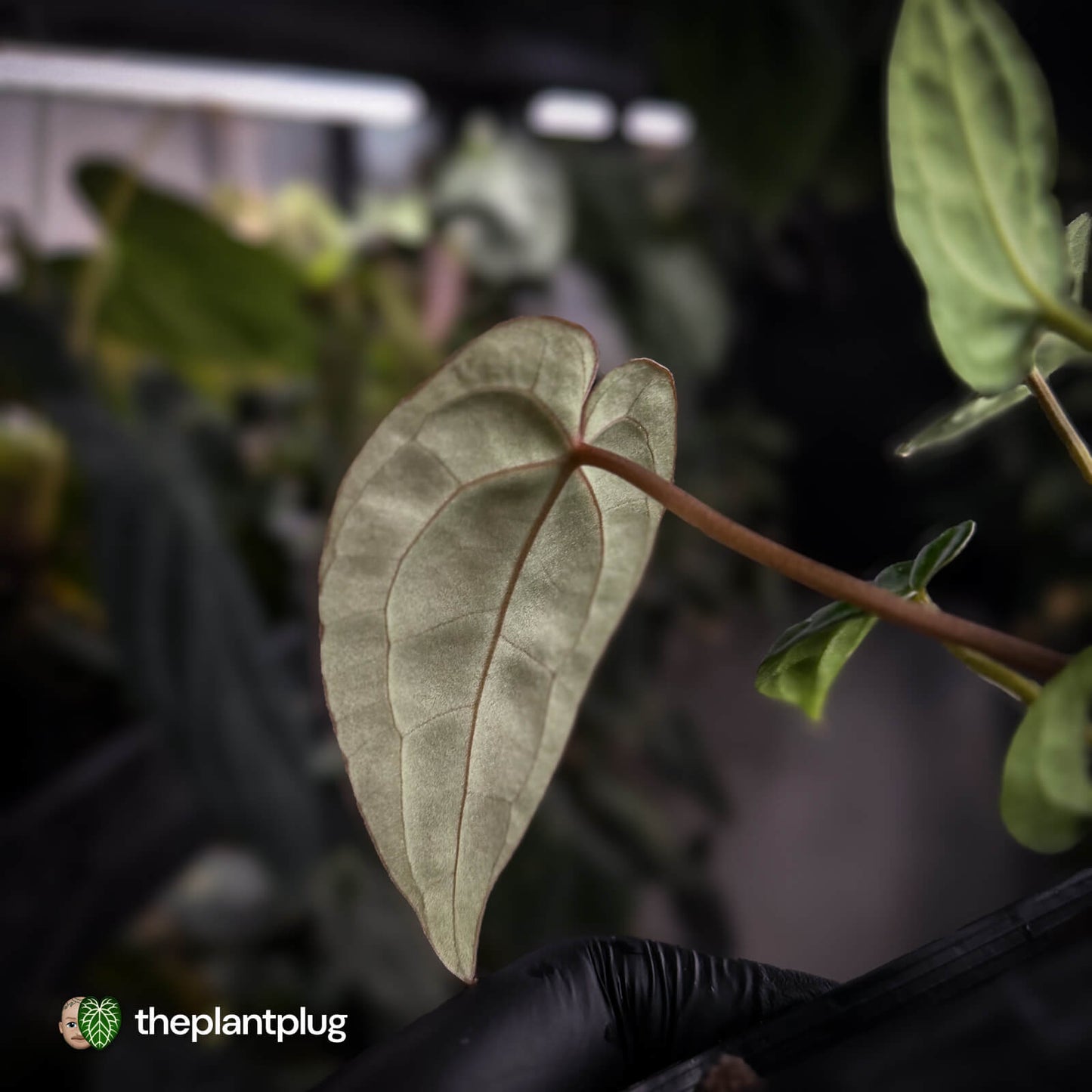 Anthurium (regale x 'SKG hybrid') x besseae aff