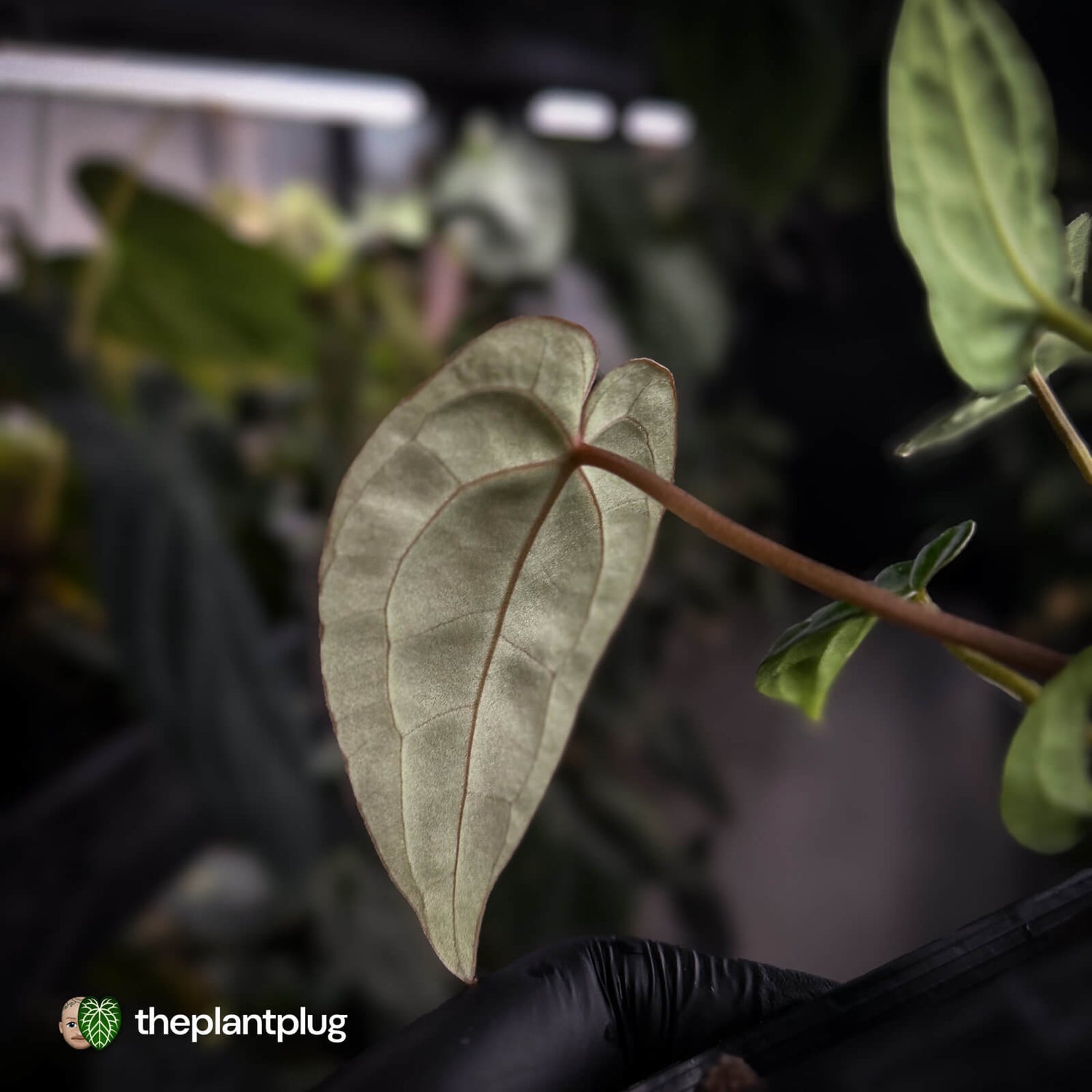 Anthurium (regale x 'SKG hybrid') x besseae aff
