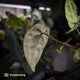 Anthurium (regale x 'SKG hybrid') x besseae aff