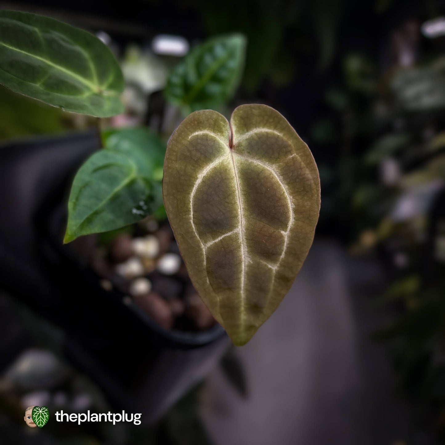 anthurium regale x besseae Anthurium (regale x 'SKG hybrid') x besseae aff – The Plant Plug