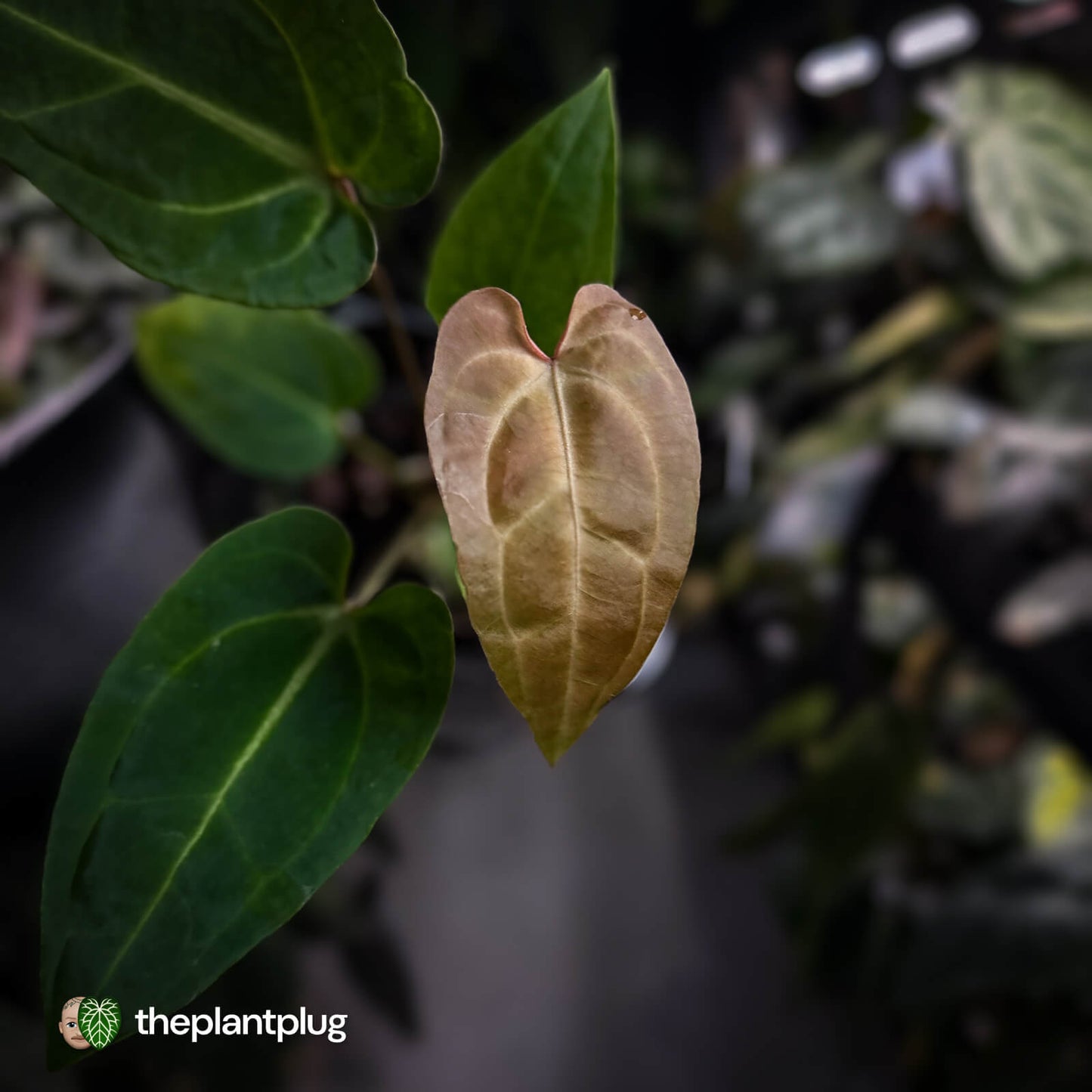 Anthurium (regale x 'SKG hybrid') x besseae aff