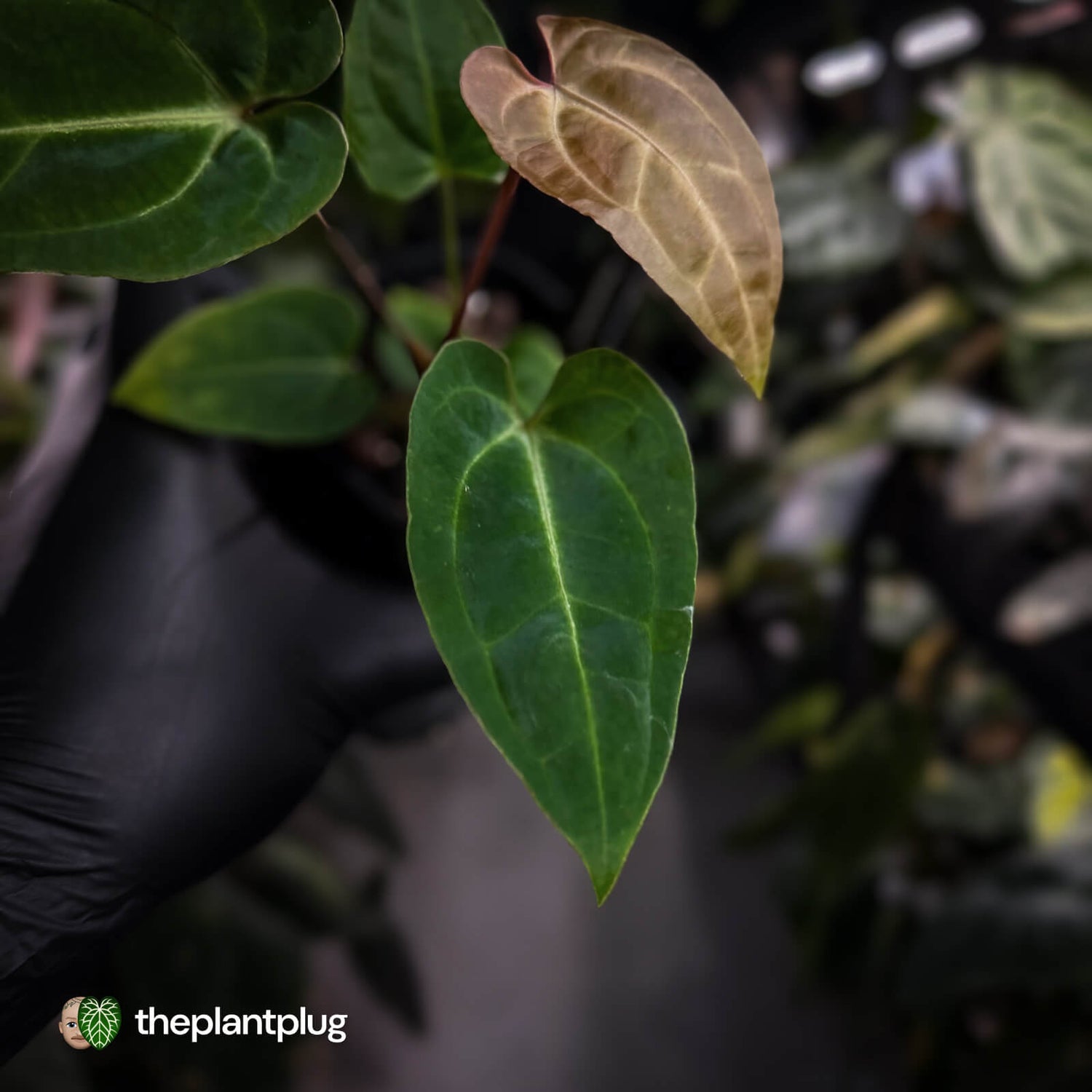 Anthurium (regale x 'SKG hybrid') x besseae aff