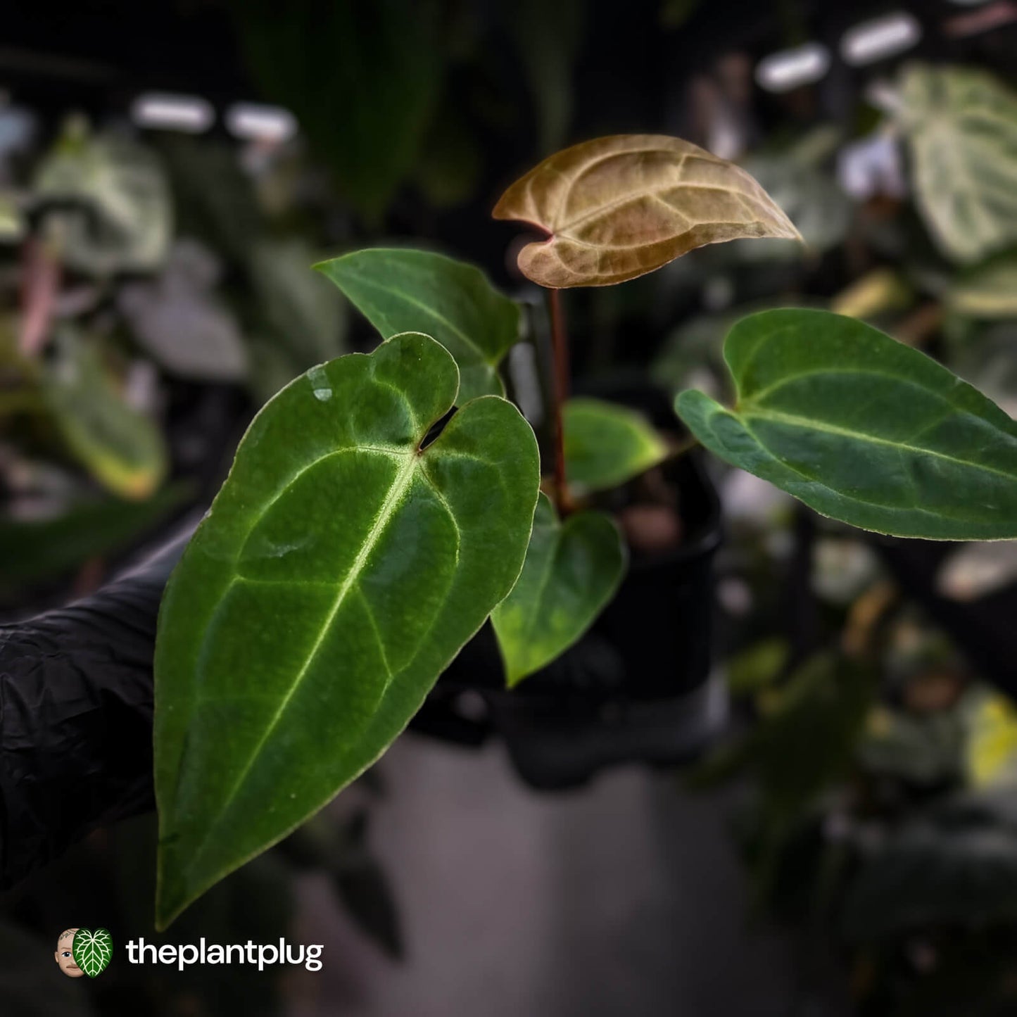 Anthurium (regale x 'SKG hybrid') x besseae aff