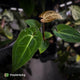 Anthurium (regale x 'SKG hybrid') x besseae aff