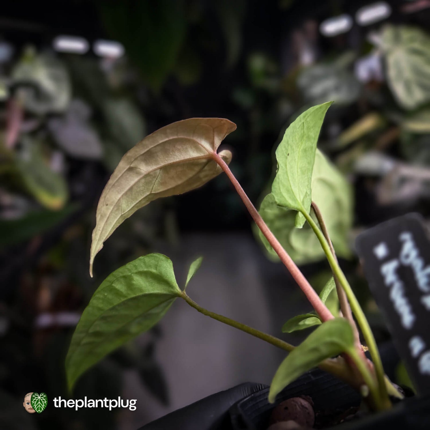 Anthurium (regale x 'SKG hybrid') x besseae aff