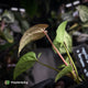 Anthurium (regale x 'SKG hybrid') x besseae aff