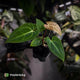 Anthurium (regale x 'SKG hybrid') x besseae aff