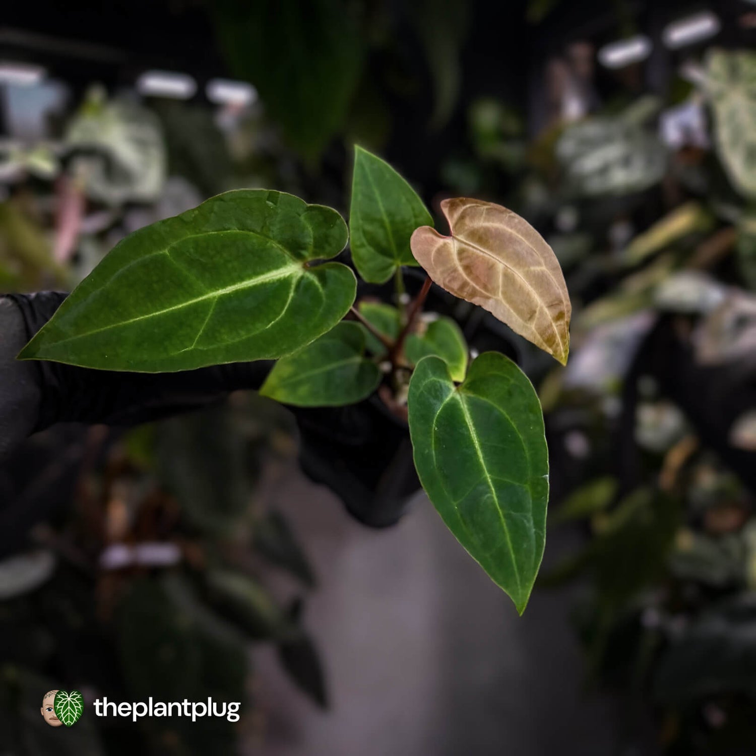 Anthurium (regale x 'SKG hybrid') x besseae aff