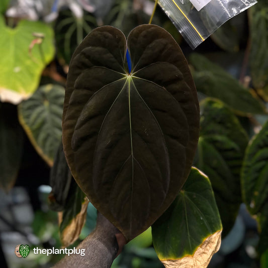Anthurium antolakii ('Round' x 'RA1') • mother plant clone