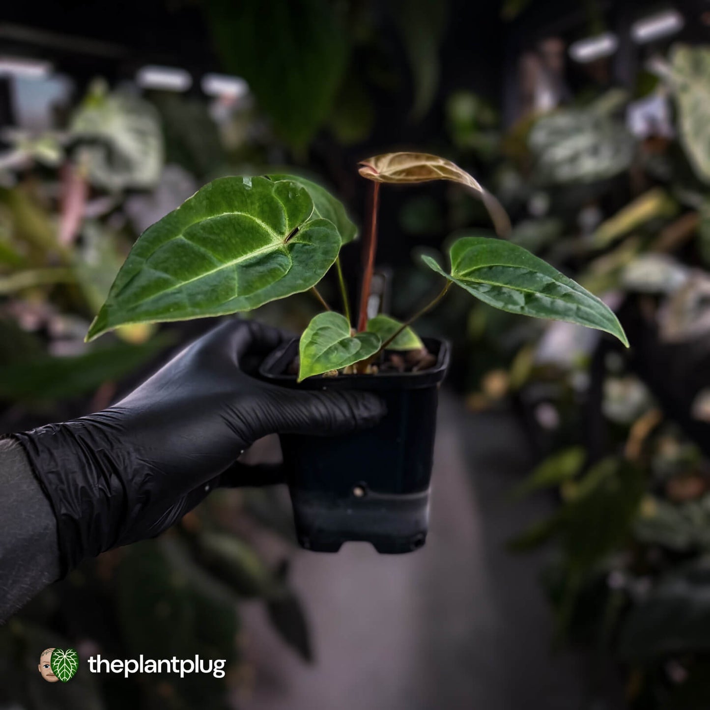 Anthurium (regale x 'SKG hybrid') x besseae aff