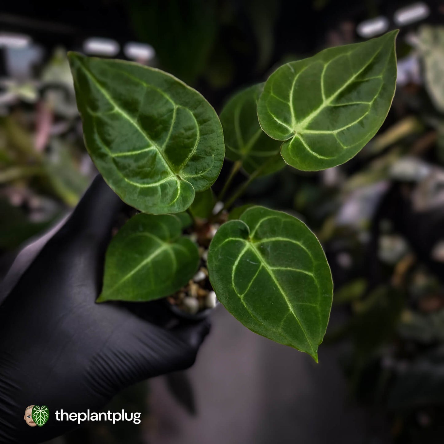 Anthurium 'Dorayaki Silver' x besseae aff 'Red' • first release 🌠
