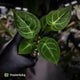 Anthurium 'Dorayaki Silver' x besseae aff 'Red' • first release 🌠
