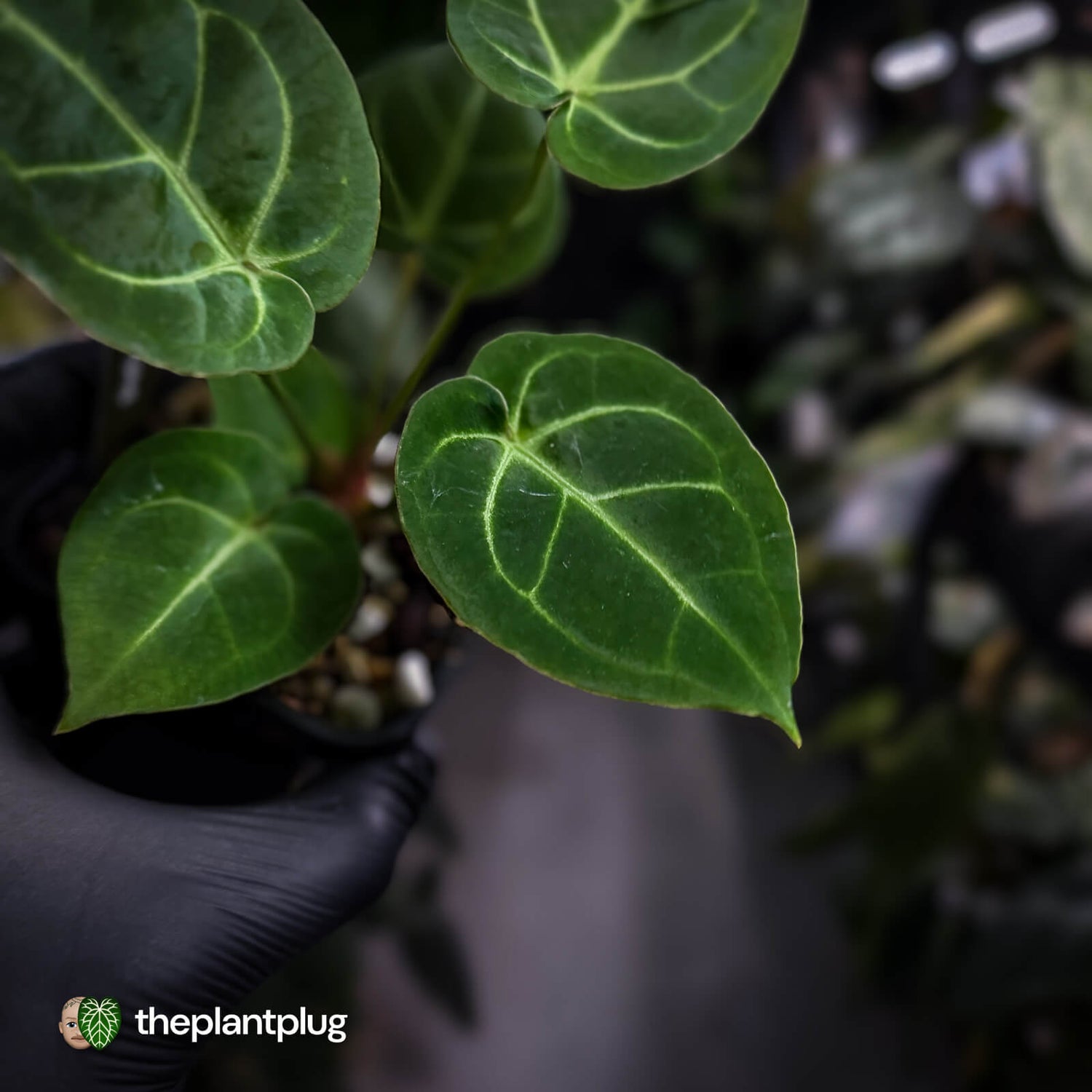 Anthurium 'Dorayaki Silver' x besseae aff 'Red' • first release 🌠