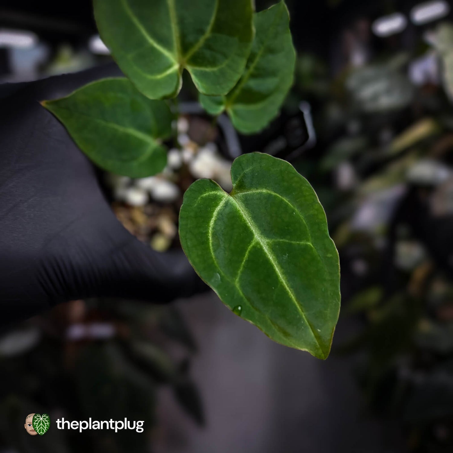 Anthurium 'Dorayaki Silver' x besseae aff 'Red' • first release 🌠