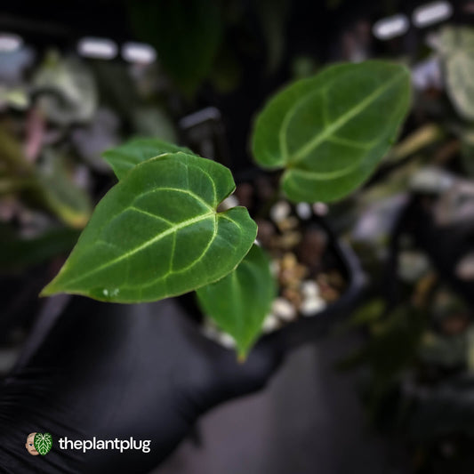 Anthurium 'Dorayaki Silver' x besseae aff 'Red' • first release 🌠