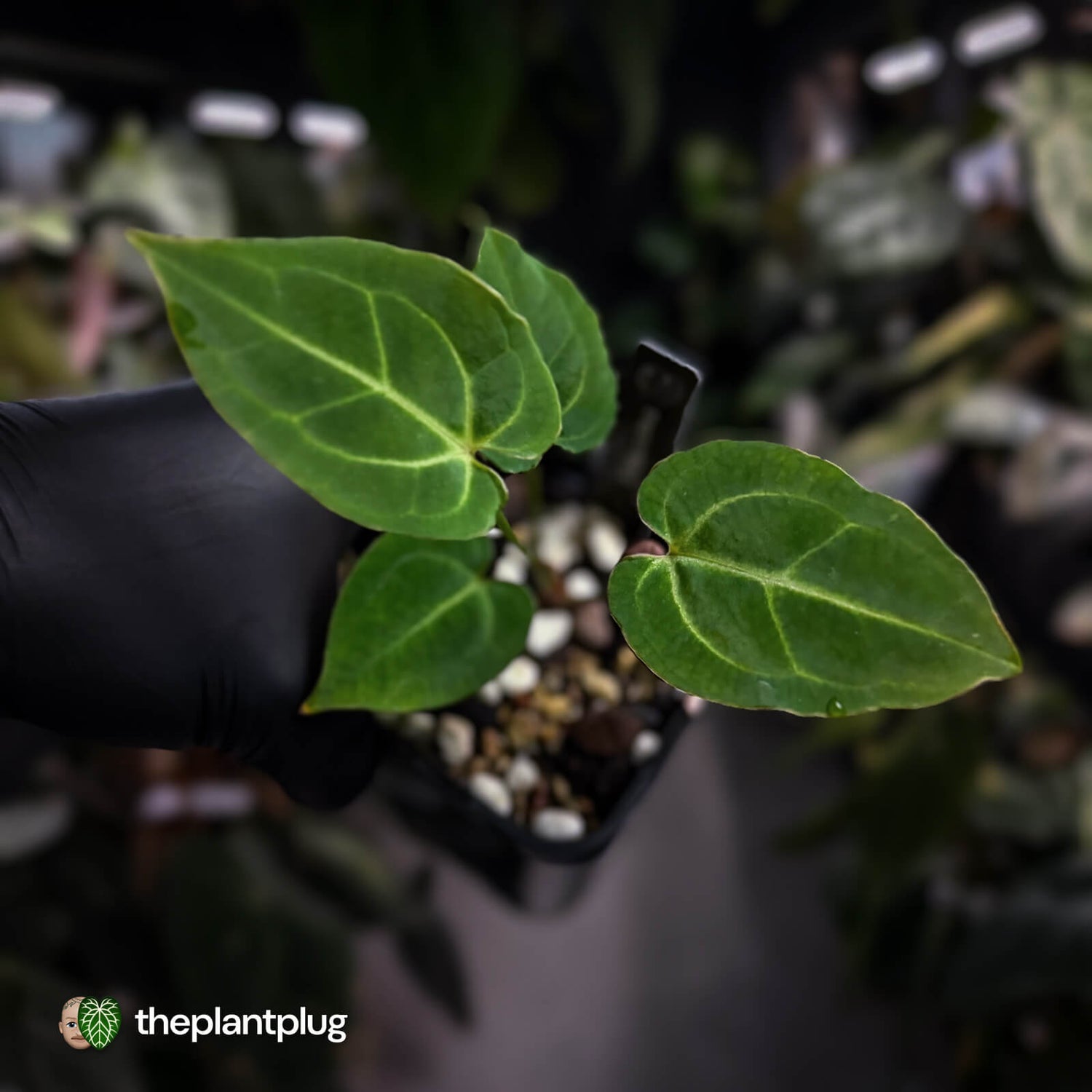 Anthurium 'Dorayaki Silver' x besseae aff 'Red' • first release 🌠