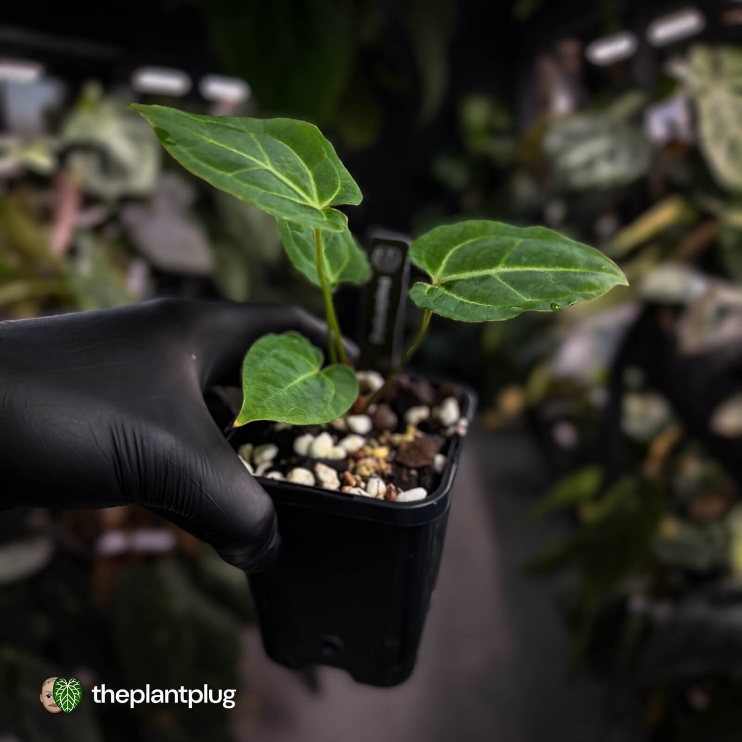 Anthurium 'Dorayaki Silver' x besseae aff 'Red' • first release 🌠