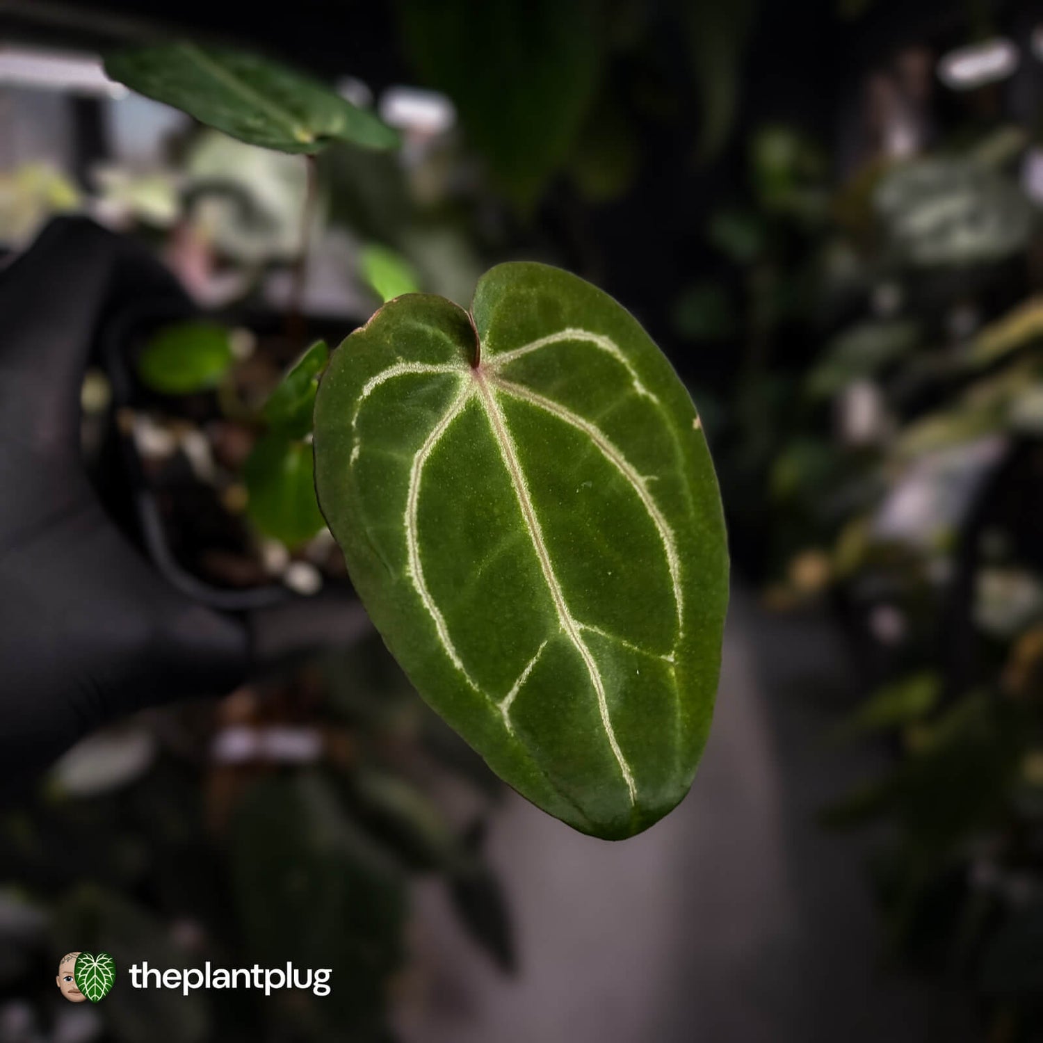 Anthurium 'Jayda' x 'Red Crystal'