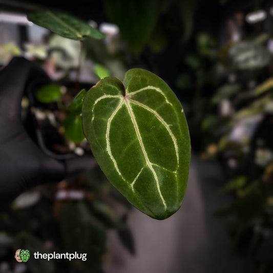Anthurium 'Jayda' x 'Red Crystal'