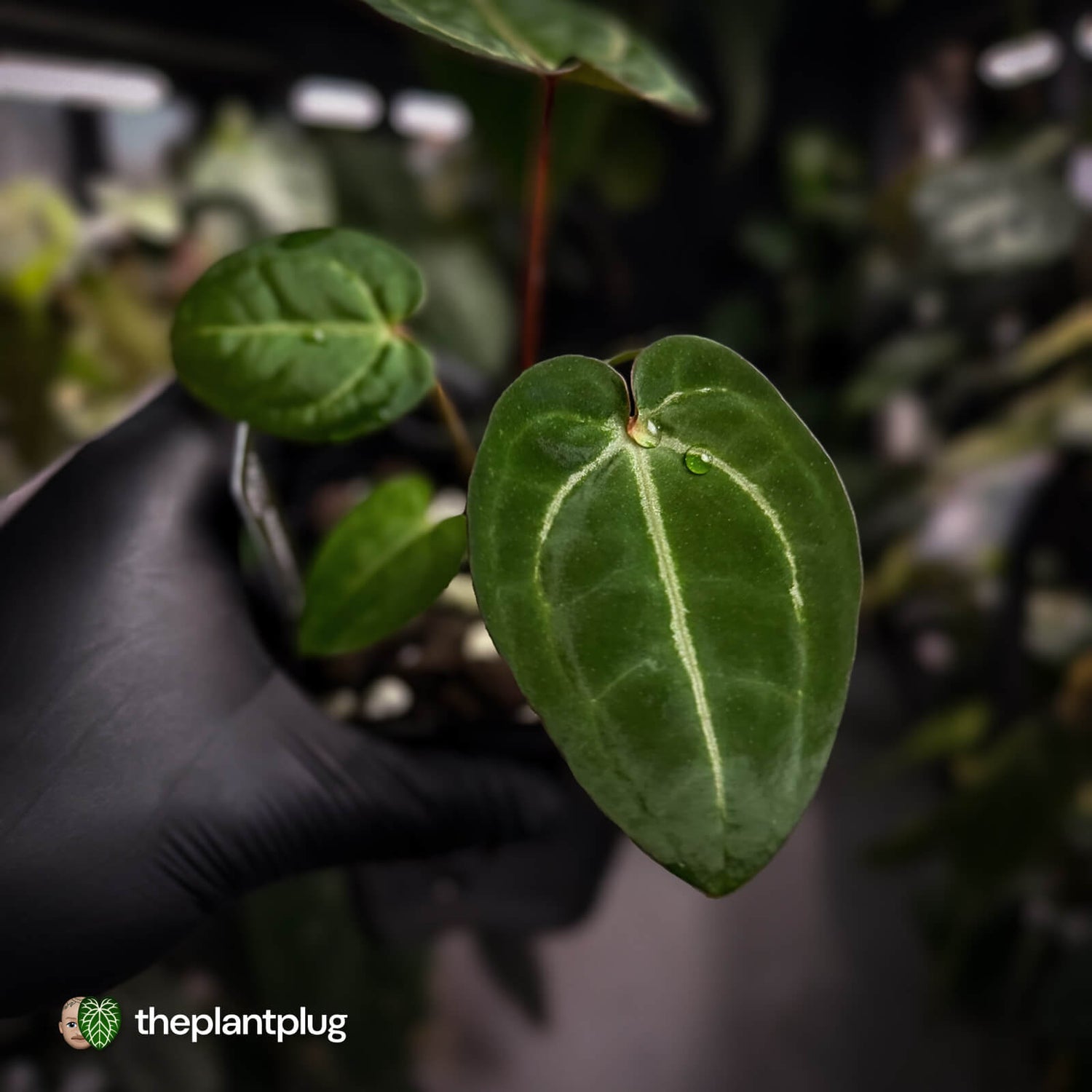 Anthurium 'Jayda' x 'Red Crystal'