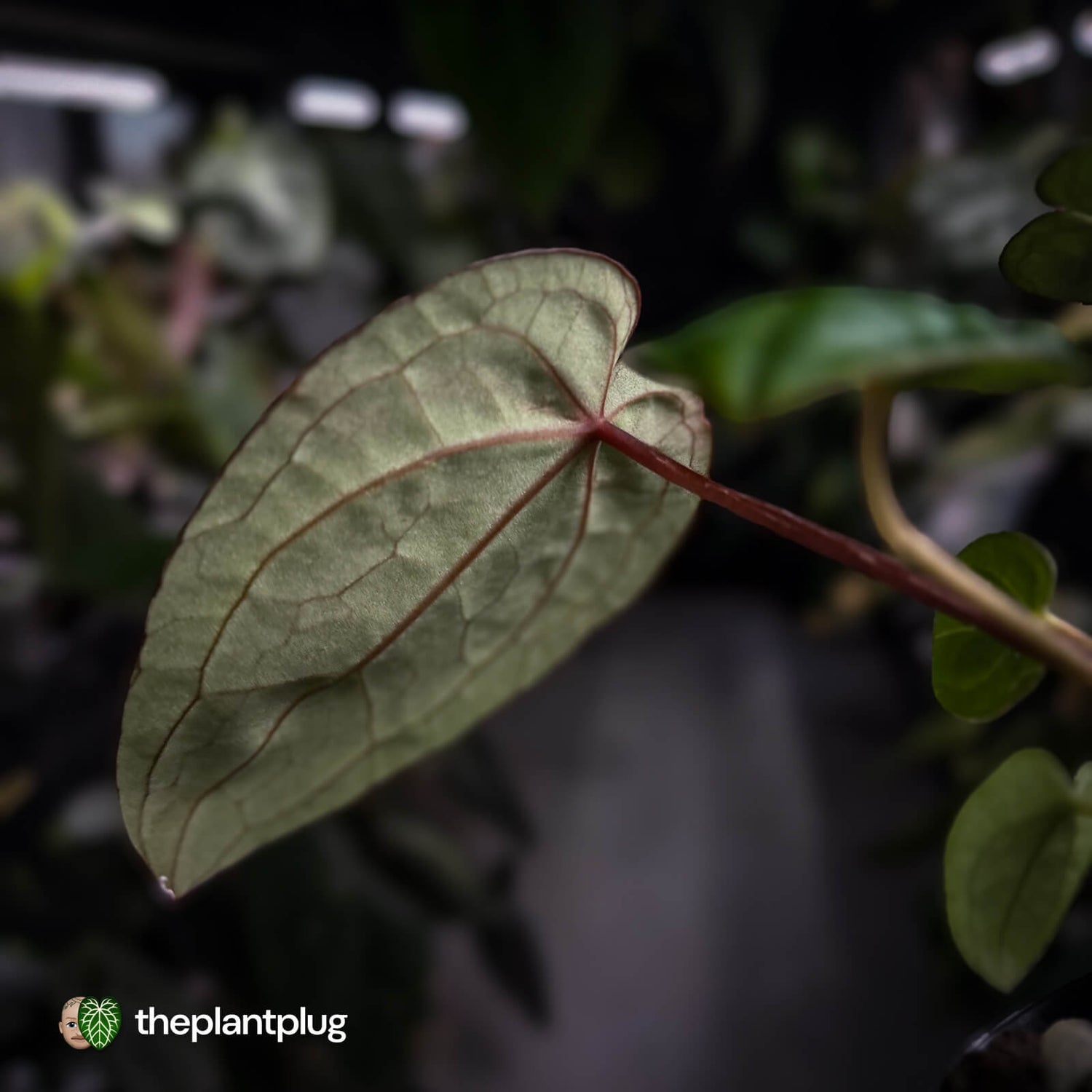Anthurium 'Jayda' x 'Red Crystal'