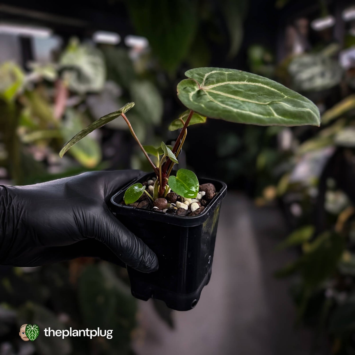 Anthurium 'Jayda' x 'Red Crystal'