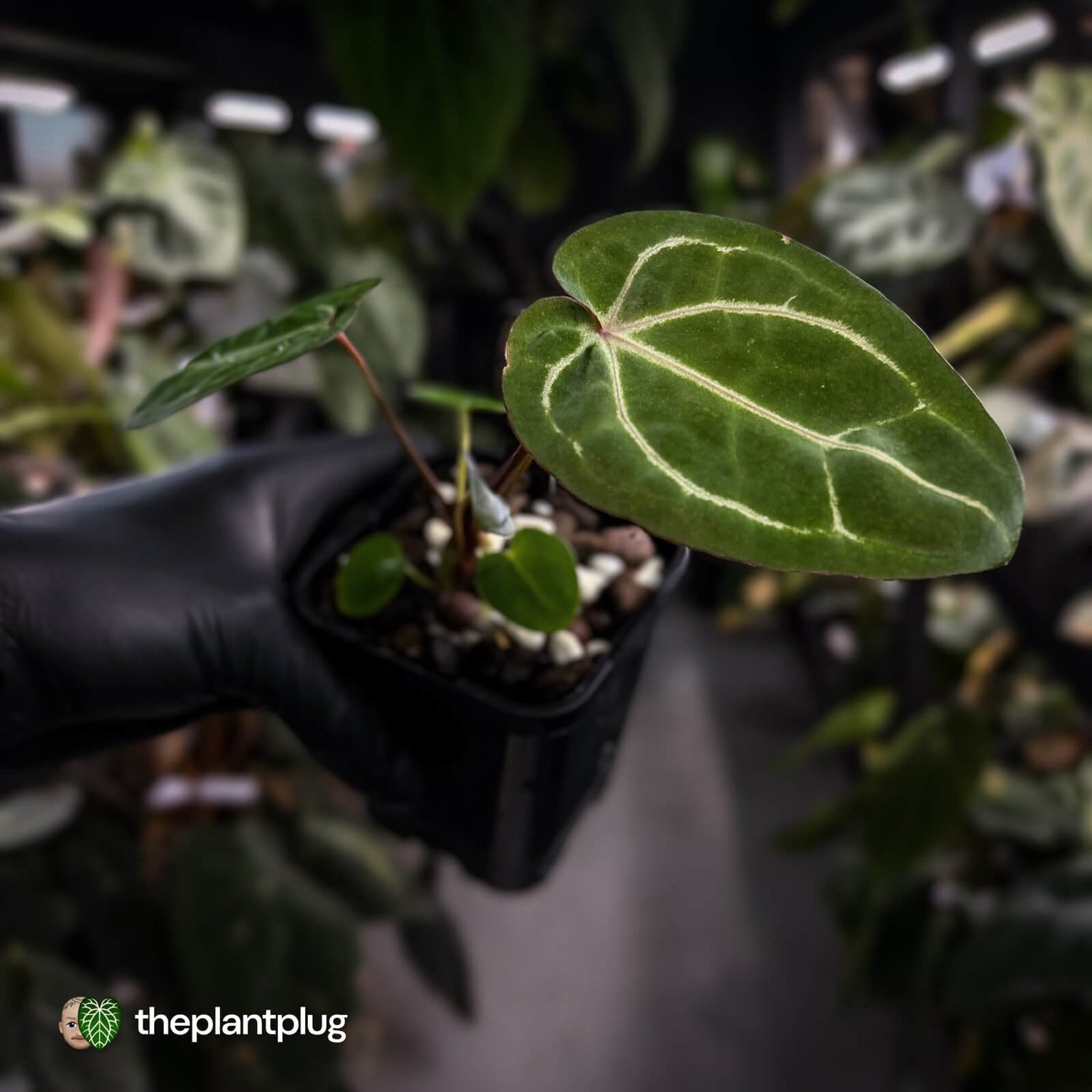 Anthurium 'Jayda' x 'Red Crystal'