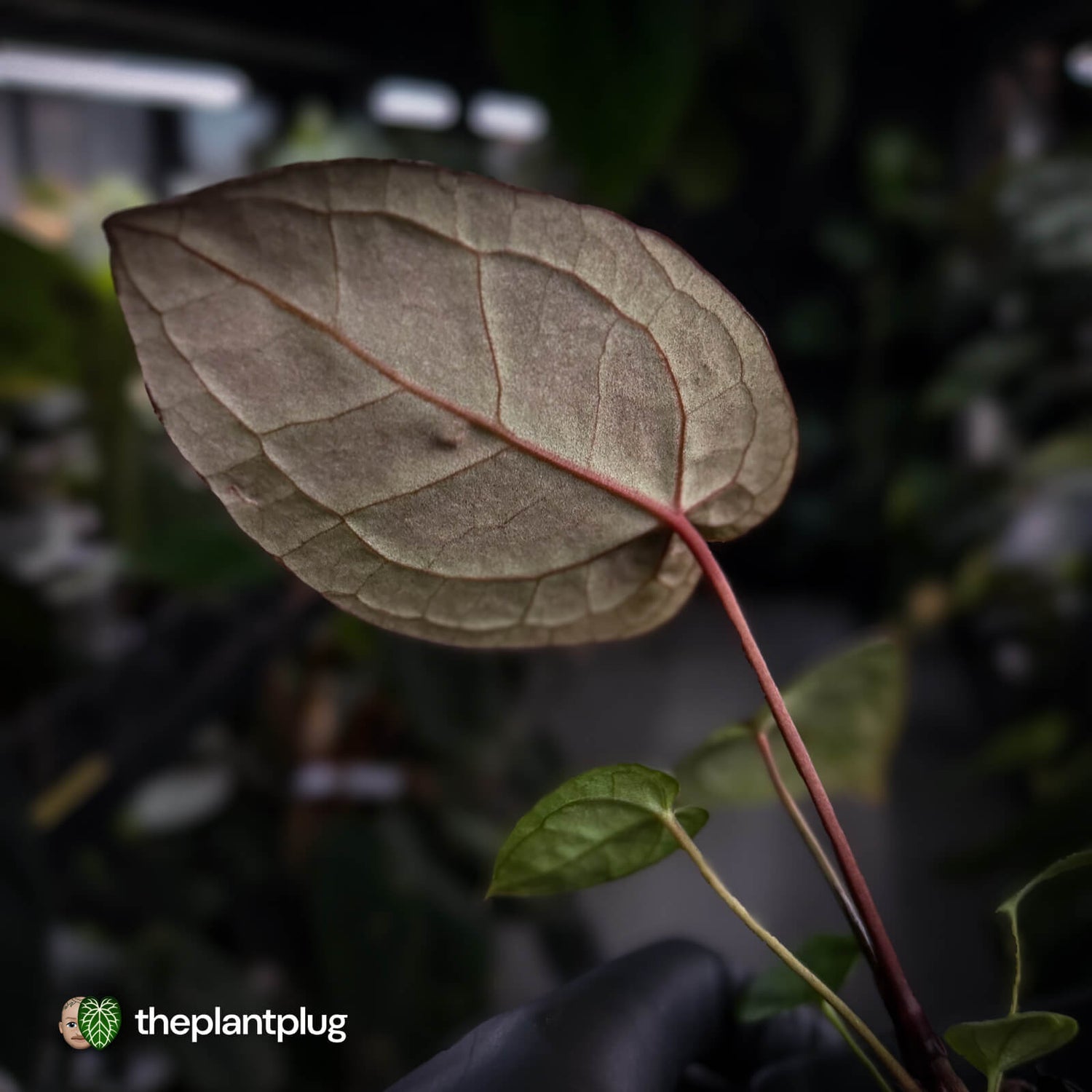 Anthurium 'Red Crystal' x 'Jayda' 💫