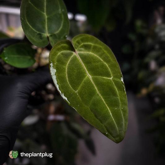 Anthurium 'Jayda' x 'Red Crystal'