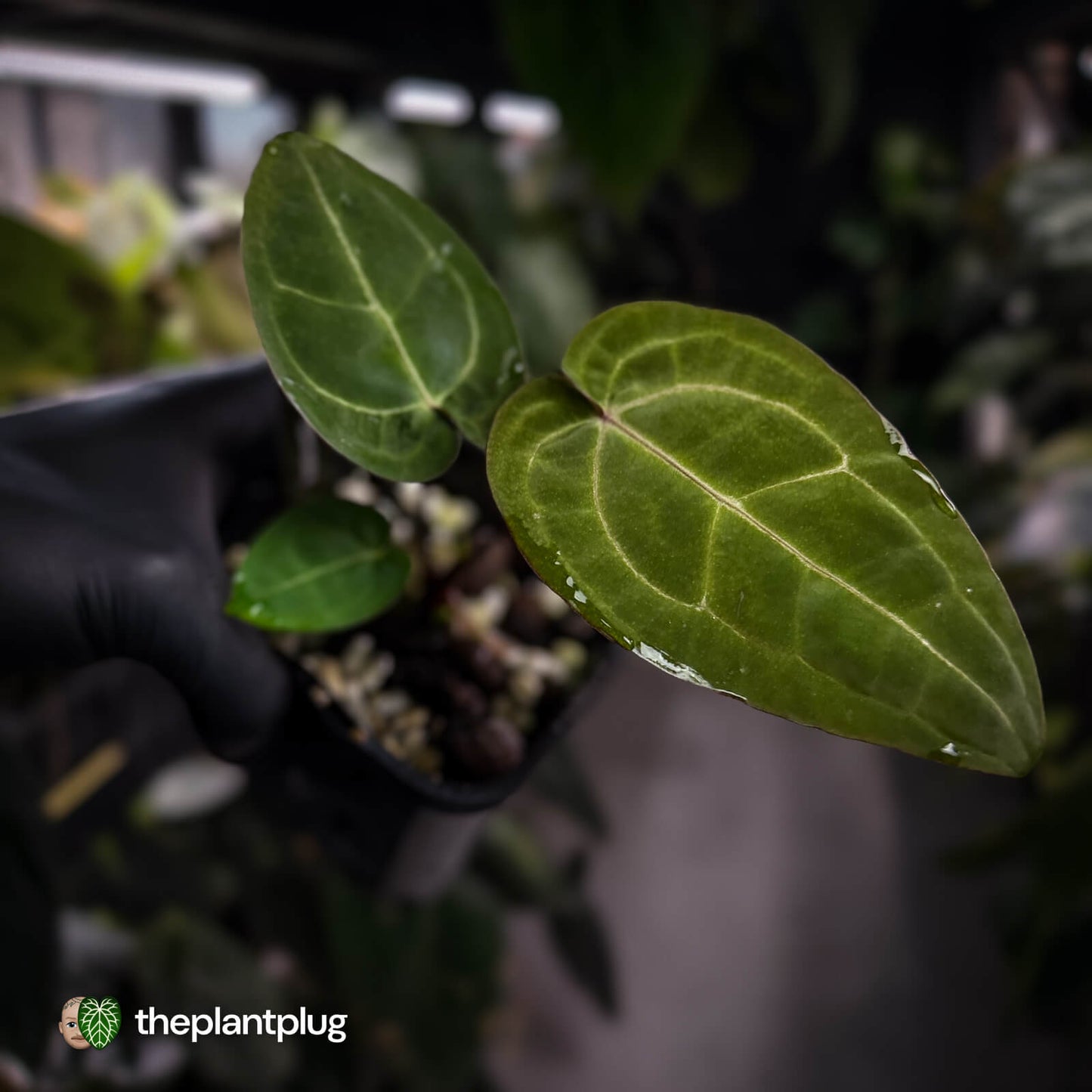 Anthurium 'Jayda' x 'Red Crystal'