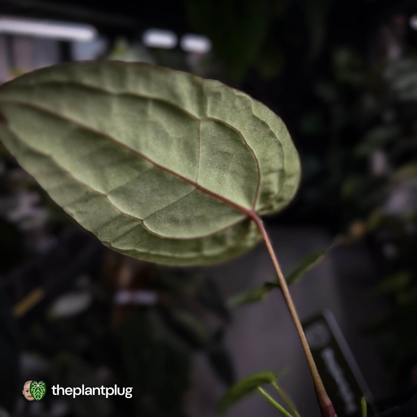 Anthurium 'Jayda' x 'Red Crystal'