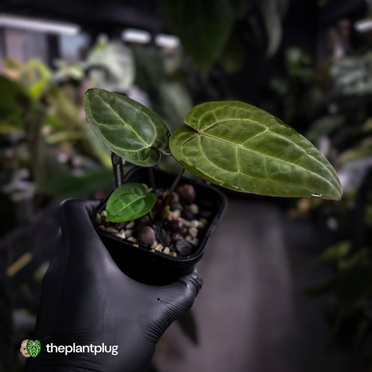 Anthurium 'Jayda' x 'Red Crystal'