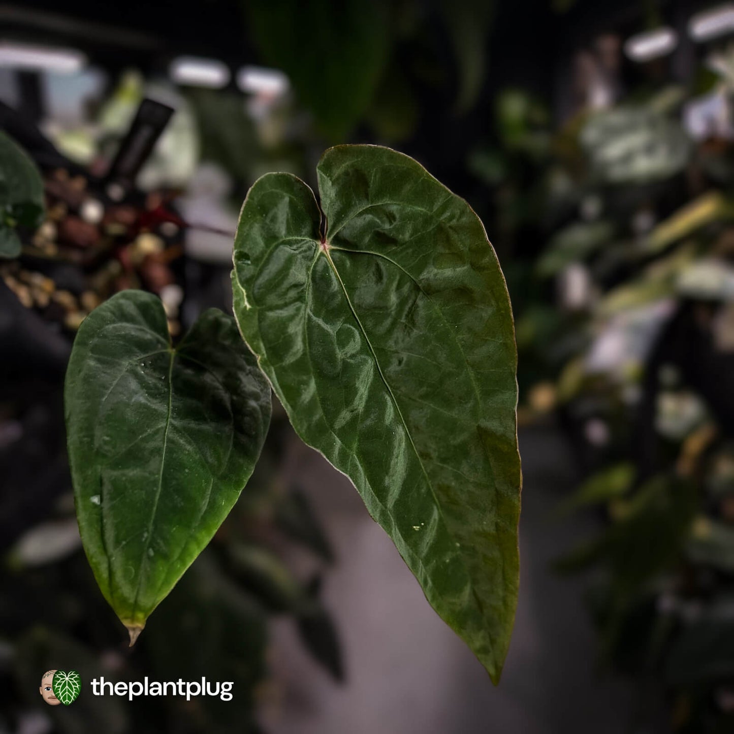 Anthurium 'Calculus' x 'Black Cherry' • select