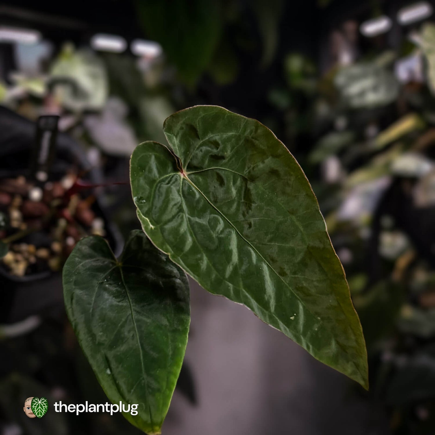 Anthurium 'Calculus' x 'Black Cherry' • select