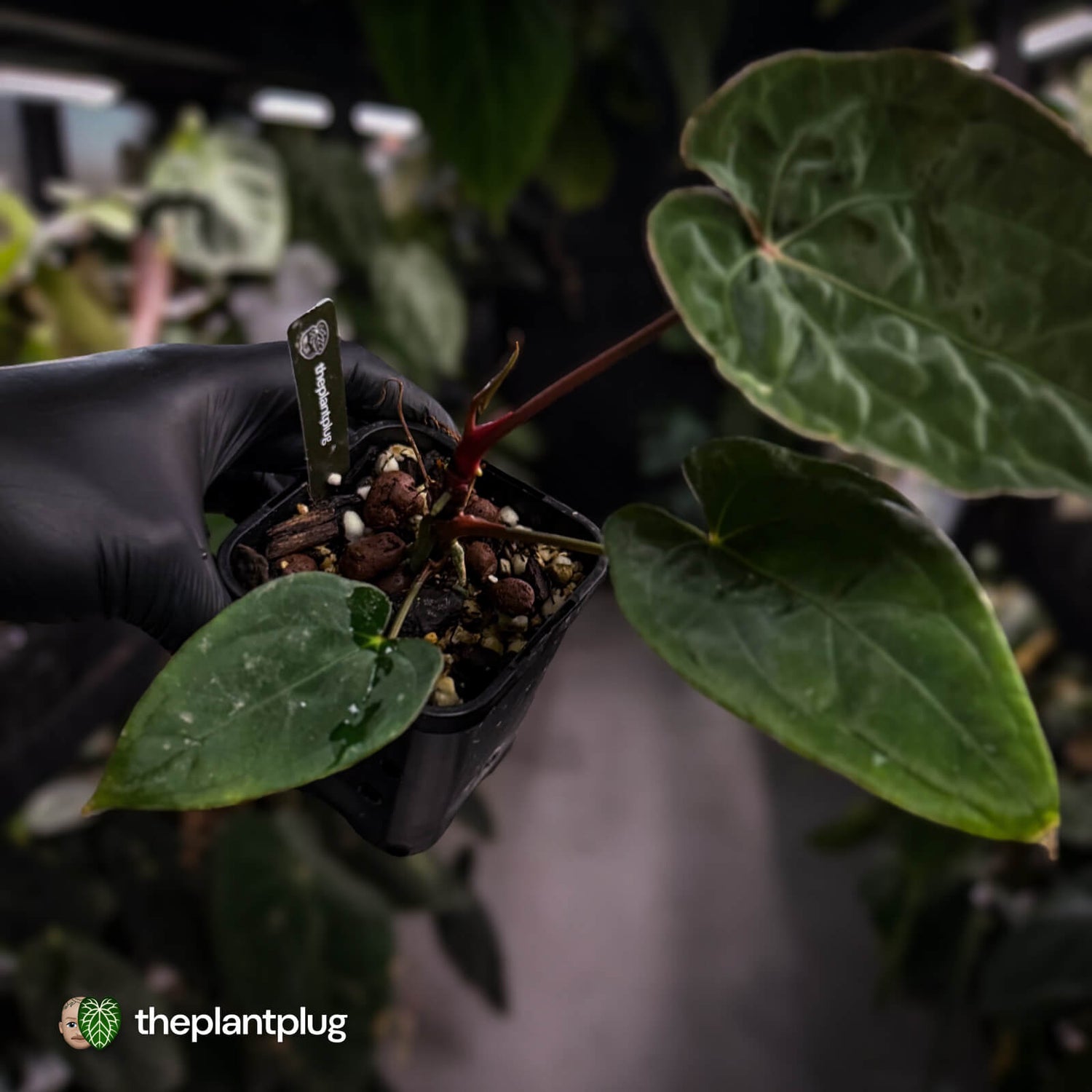 Anthurium 'Calculus' x 'Black Cherry' • select