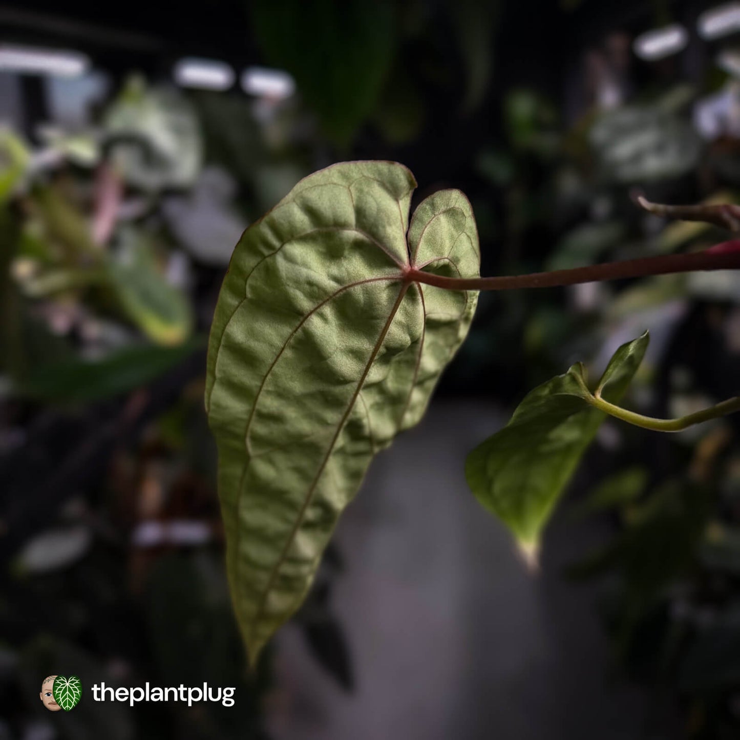 Anthurium 'Calculus' x 'Black Cherry' • select