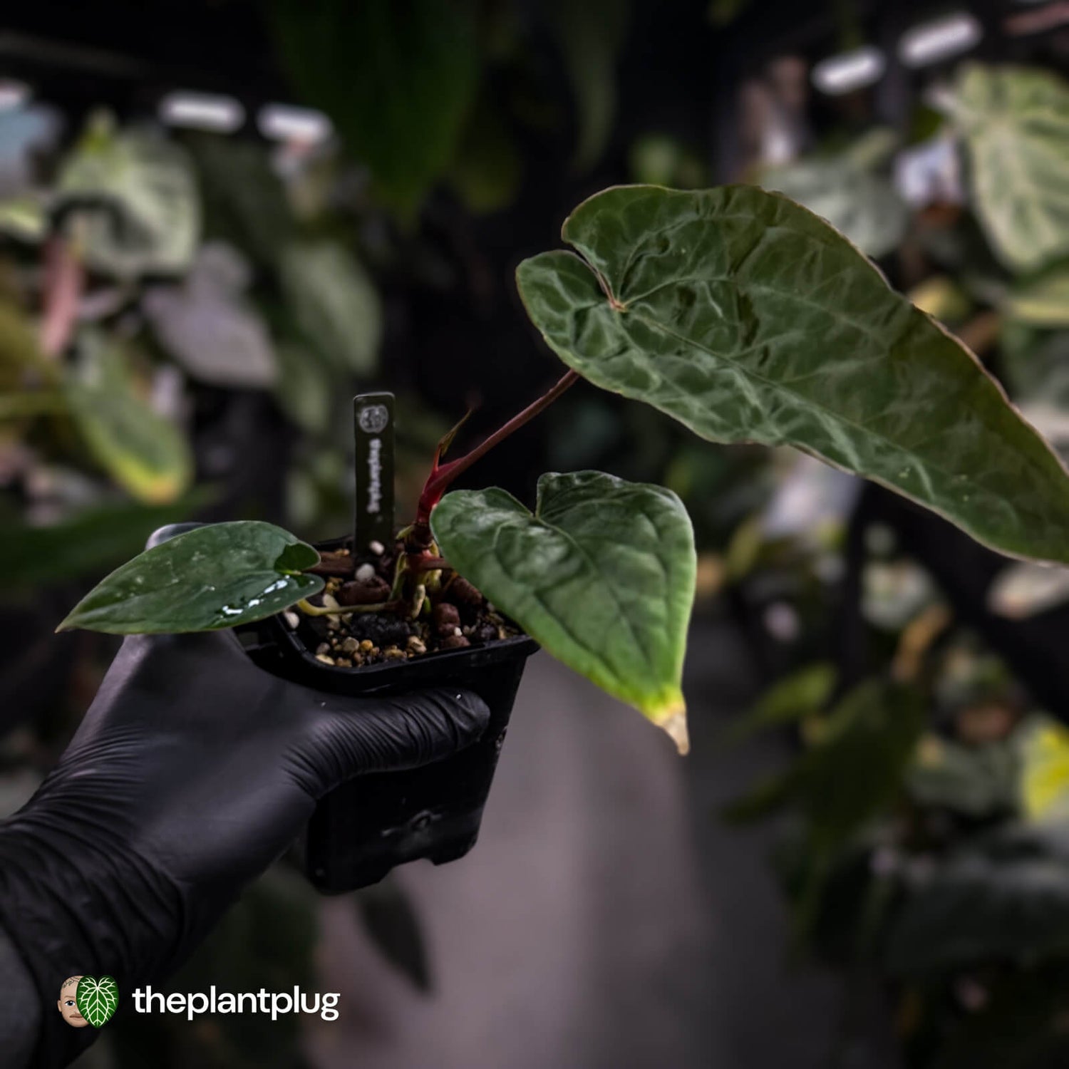 Anthurium 'Calculus' x 'Black Cherry' • select