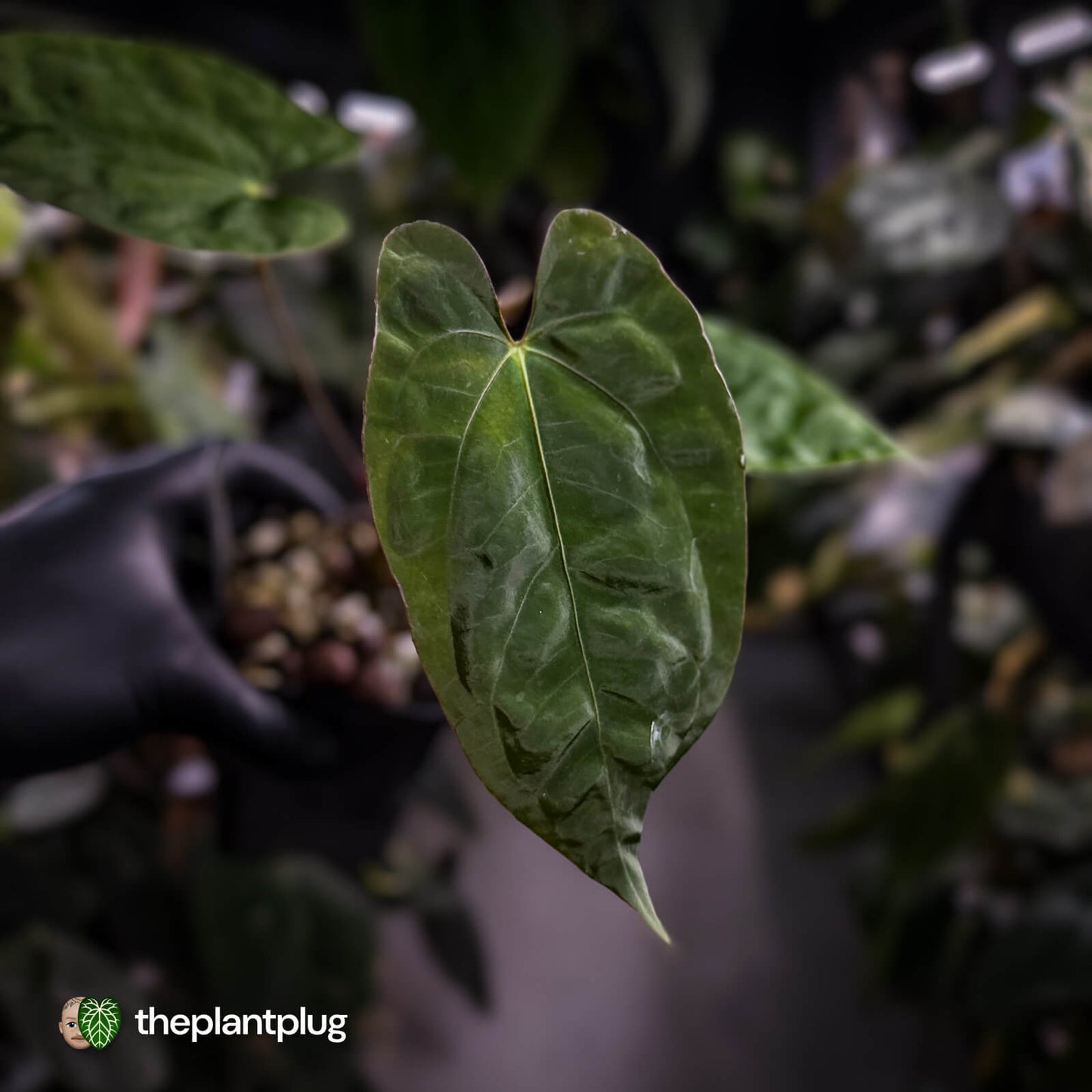 Anthurium 'Calculus' x 'Black Cherry'