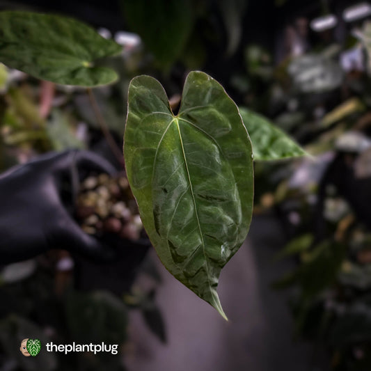 Anthurium 'Calculus' x 'Black Cherry'