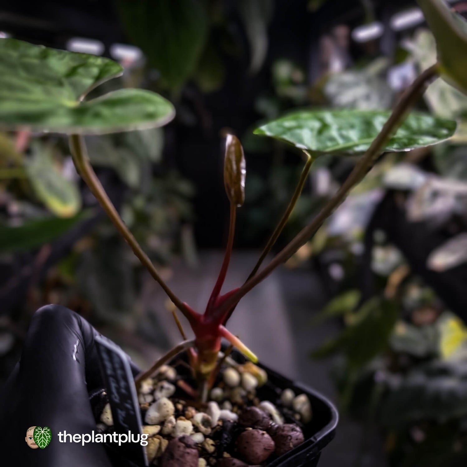 Anthurium 'Calculus' x 'Black Cherry'