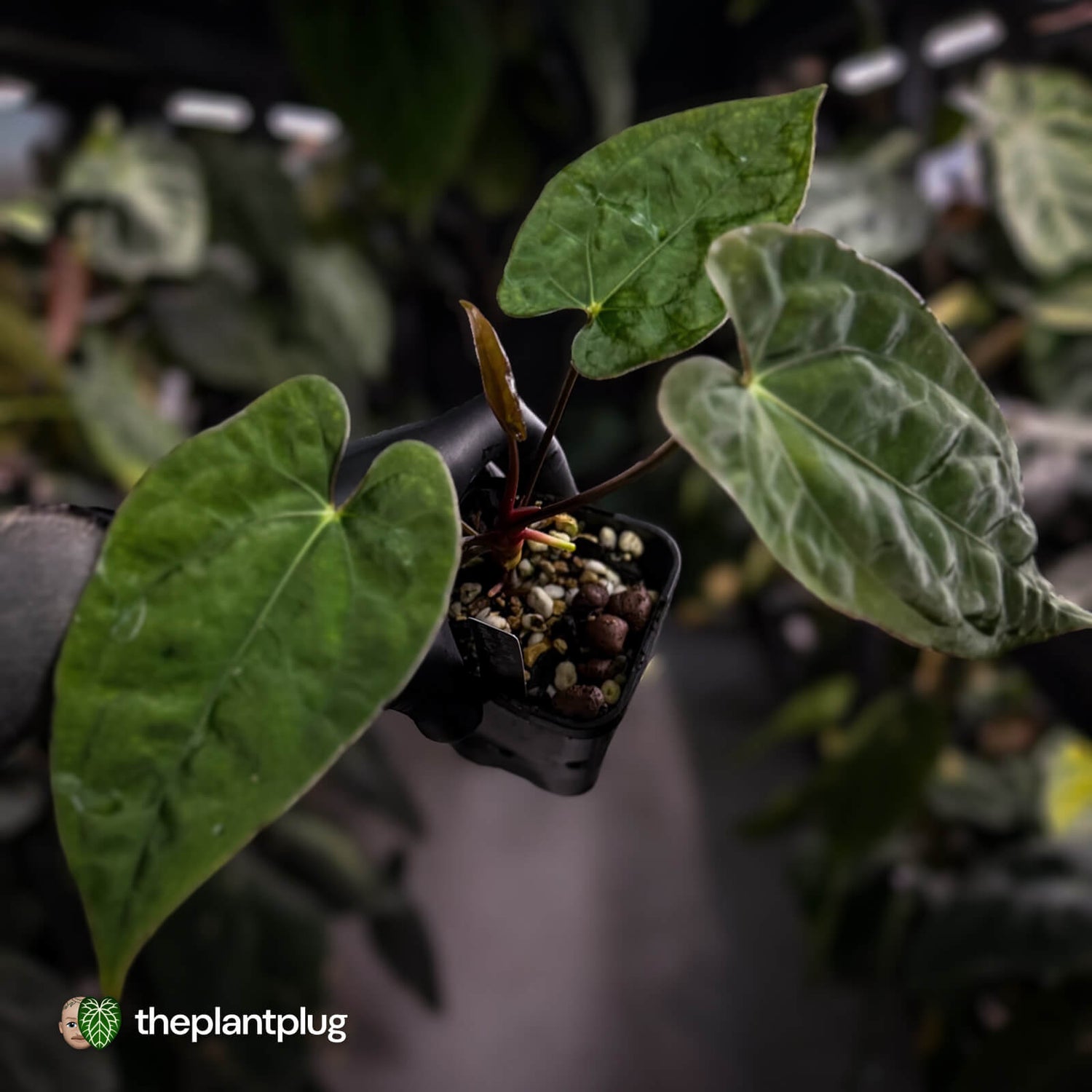 Anthurium 'Calculus' x 'Black Cherry'