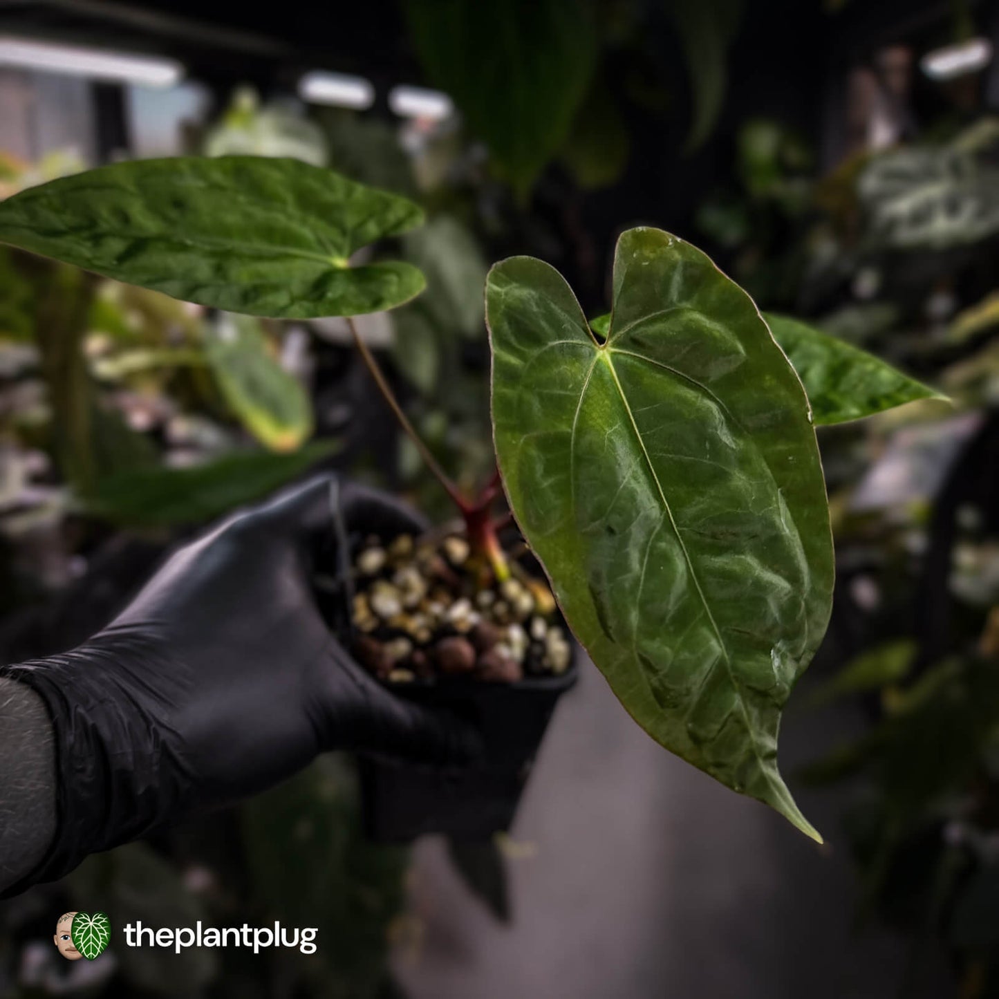 Anthurium 'Calculus' x 'Black Cherry'