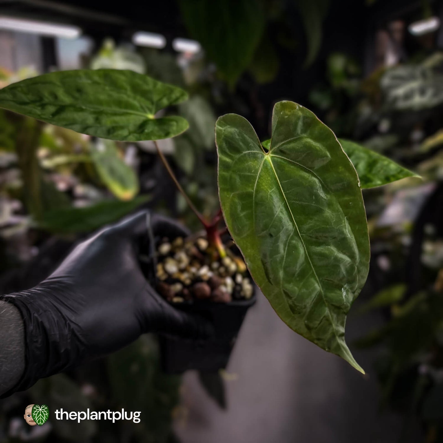 Anthurium 'Calculus' x 'Black Cherry'