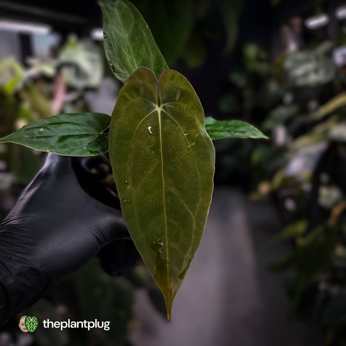 Anthurium (carla x antolakii) x ('Black Widow' x 'Michelle')