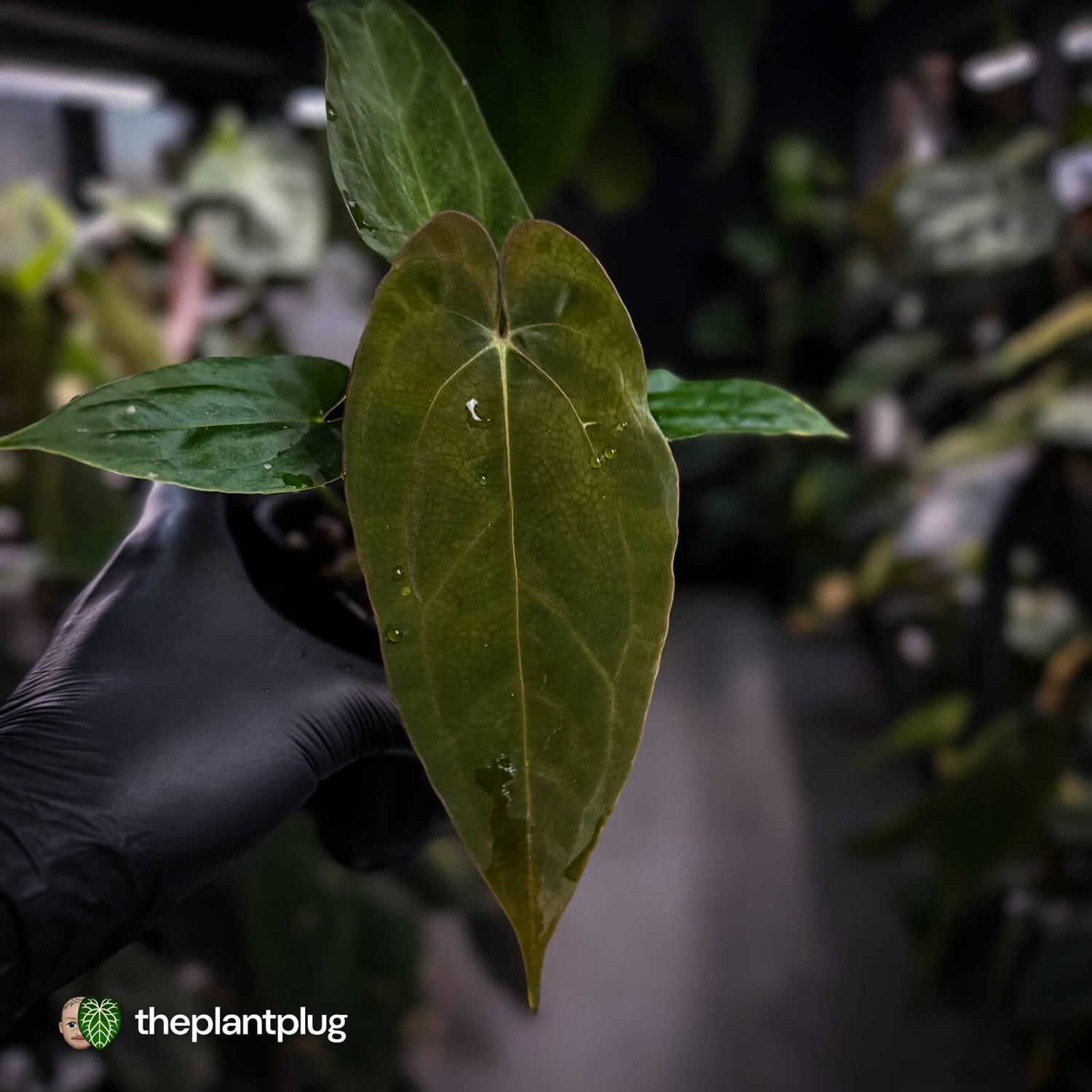 Anthurium (carla x antolakii) x ('Black Widow' x 'Michelle')