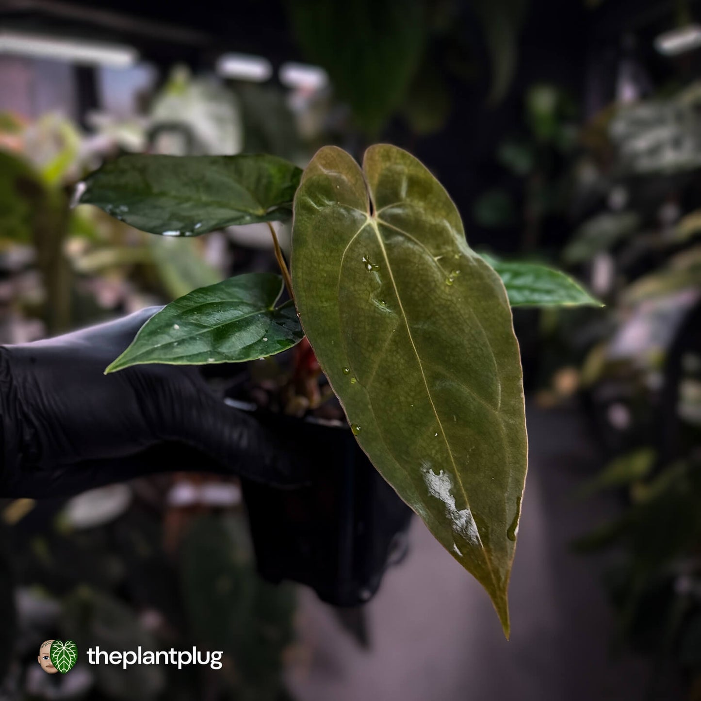 Anthurium (carla x antolakii) x ('Black Widow' x 'Michelle')