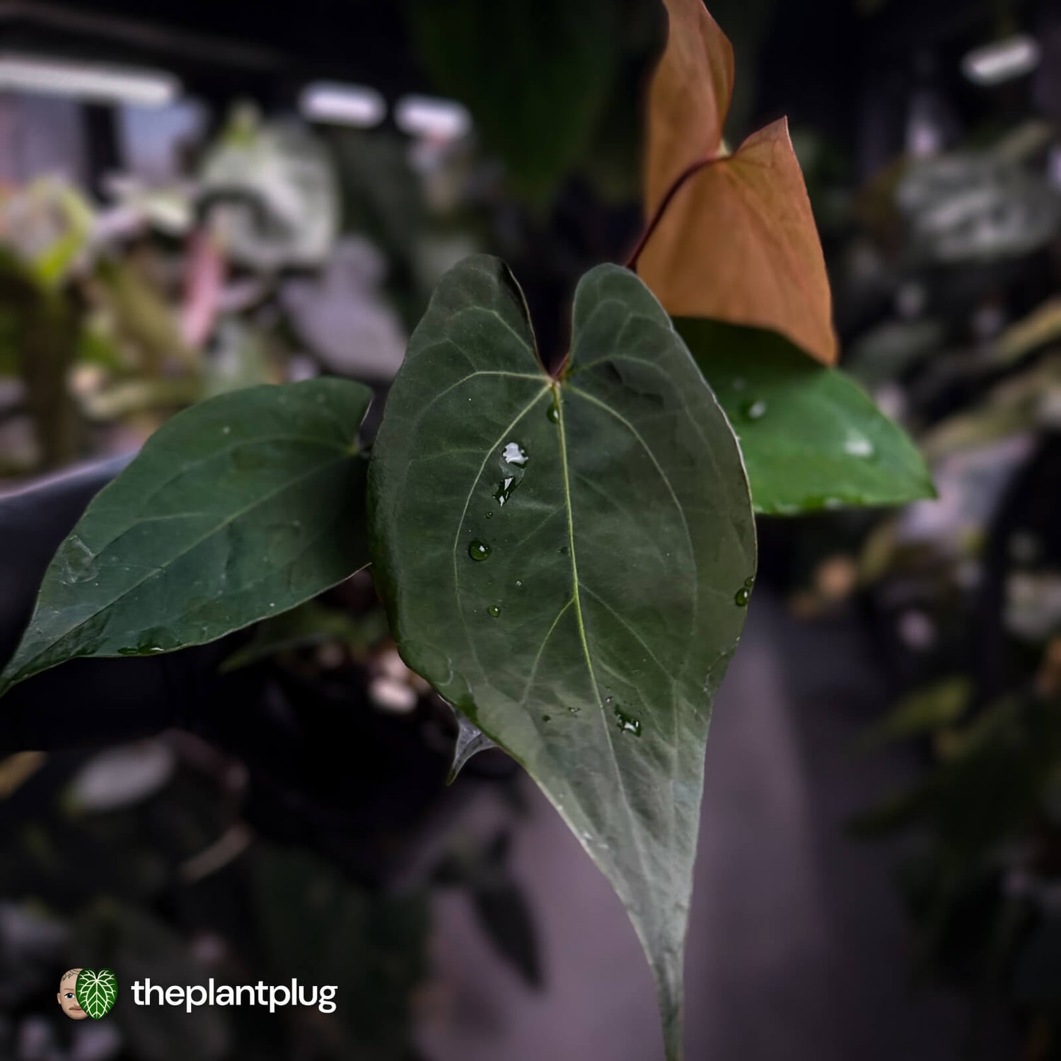 Anthurium papillilaminum 'RL' s1 x 'Black Cherry'