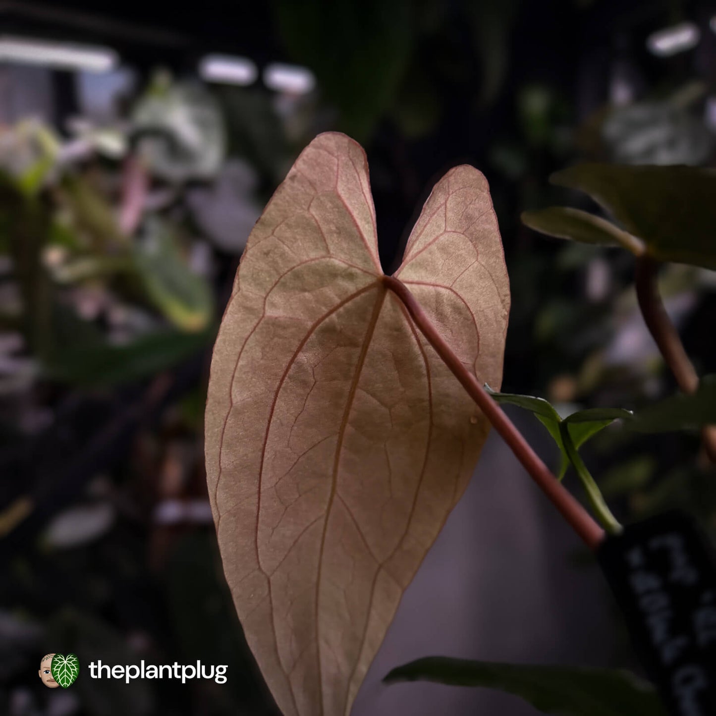 Anthurium papillilaminum 'RL' s1 x 'Black Cherry'