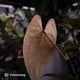 Anthurium papillilaminum 'RL' s1 x 'Black Cherry'