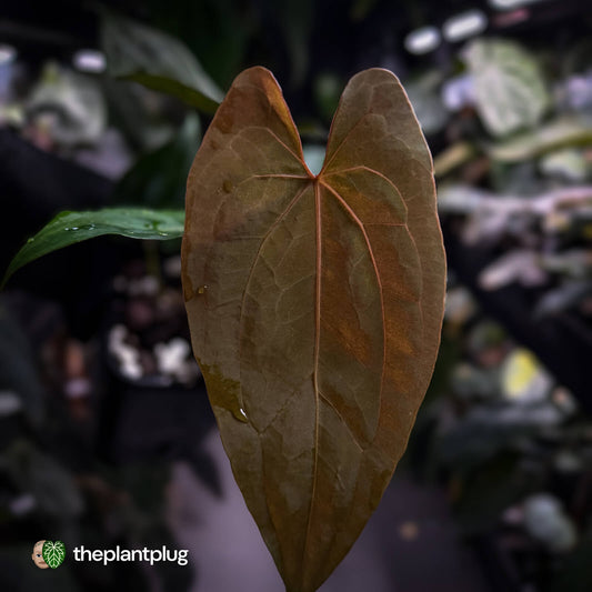 Anthurium papillilaminum 'RL' s1 x 'Black Cherry'